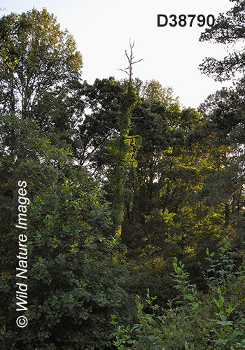 Southeastern Mixed Forests